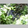 20030803_011.html